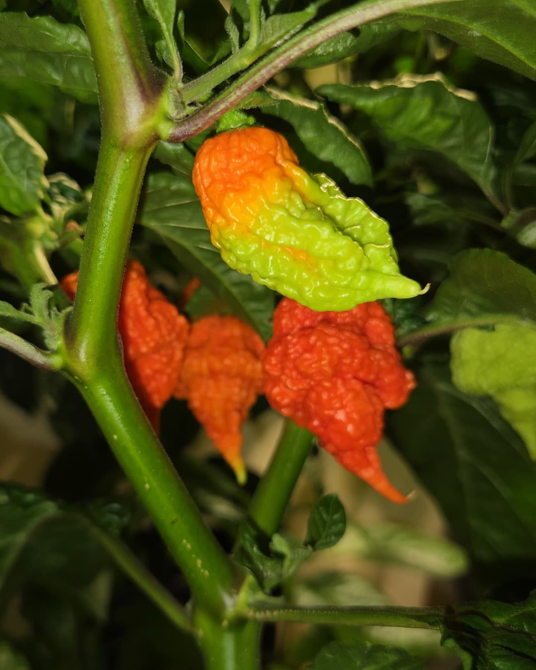 Rijpe en rijpende pepers aan de plant