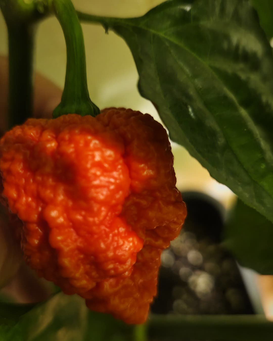 Oranje superhot peper aan de plant
