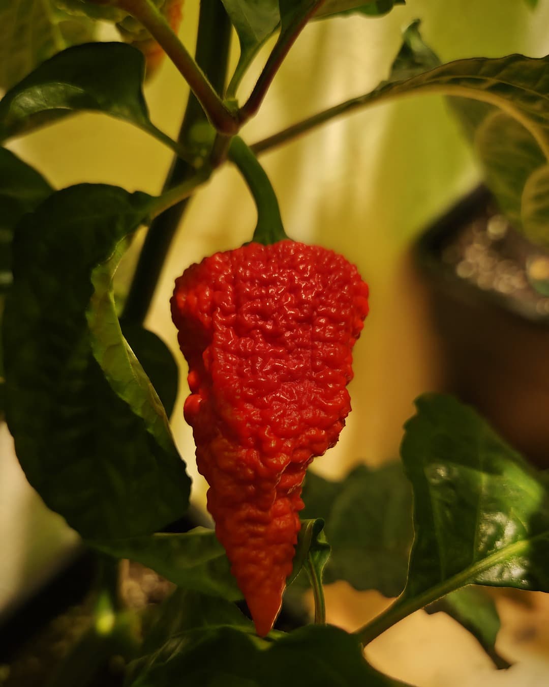 Rode peper aan de plant, uit eigen kweek