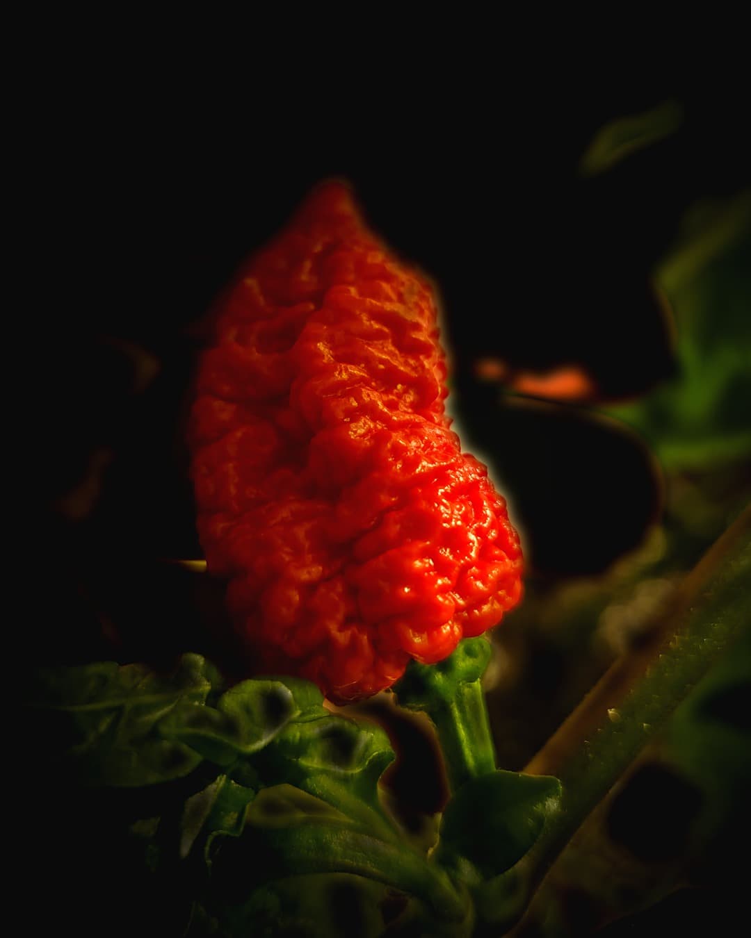 Rode superhot peper van dichtbij